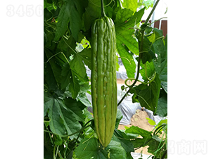 �쿡���-�������-����
