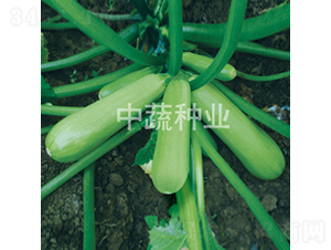 ��Ө����«-����«����-������ҵ