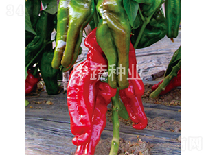 �н�309-��������-������ҵ