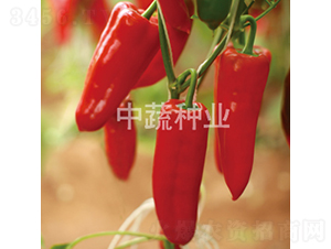 �н�206-��������-������ҵ