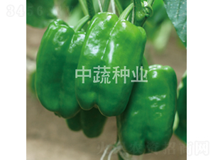 �����н�252-��������-������ҵ