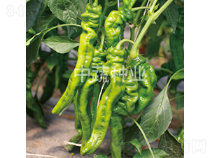 �н�409-��������-������ҵ