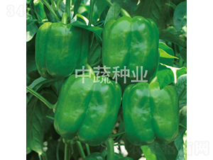�н�0807-��������-������ҵ