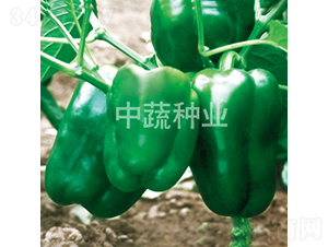 �н�8-������-������ҵ