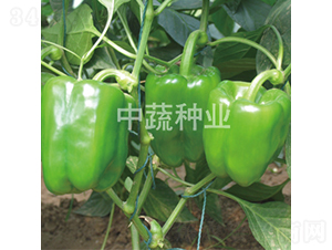 �н�105-������-������ҵ