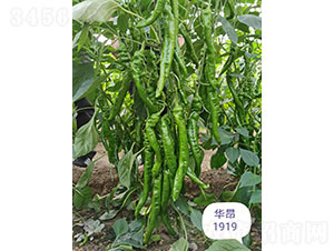 ����1919�⽷����-����ũҵ