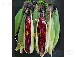 �����������-��������-����