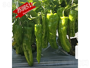 ����515-��������-������ҵ