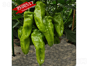 ����517-��������-������ҵ