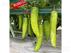 ����910-��������-������ҵ
