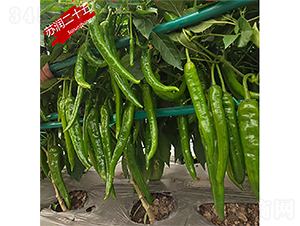 �����ʮ��-��������-������ҵ