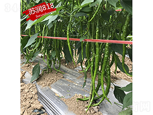����818-��������-������ҵ