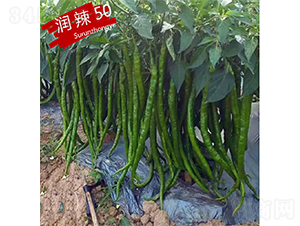 ����50-��������-������ҵ