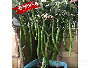 ����858-��������-������ҵ
