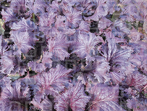 �¸�MS81-�������-�¸���ҵ
