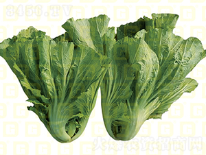 �¸�MS97-�������-�¸���ҵ