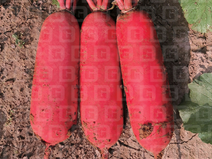 ��Ƥ�ܲ�-�¸�RS19-�ܲ�����-�¸���ҵ