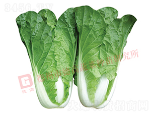 Ҷɫ��ɫ���-̩��-�������-�¸���ҵ