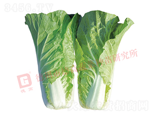 Ҷɫ��ɫ���-�¸߷���-�������-�¸���ҵ