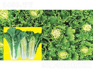 ��ò�-�¸�371-��ײ�����-�¸���ҵ