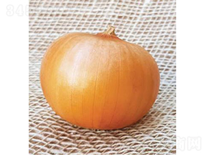 ������Ʒ��ON-017-�������-³��