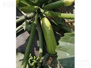 Խ������121-����«����-³��