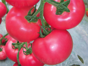 �ʽ�868-��������-³��