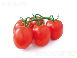 �ŵ���-ʥŮ������-�췢��ʢ