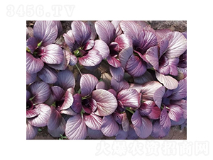 ����-С�ײ�����-�췢��ʢ