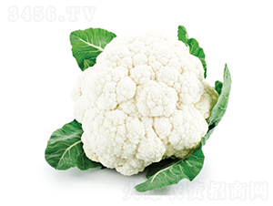 �컨75��-��Ҭ������-�췢��ʢ