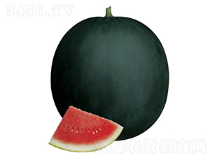 ��ţ-��������-�췢��ʢ