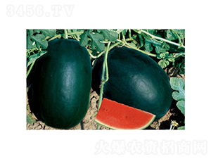 �췢�ڰ���-��������-�췢��ʢ