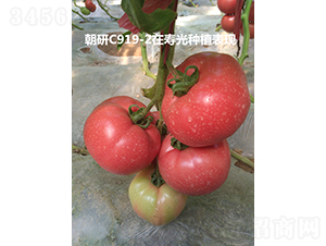 ����C919-2-��������-��������