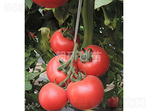 ����C969-��������-��������