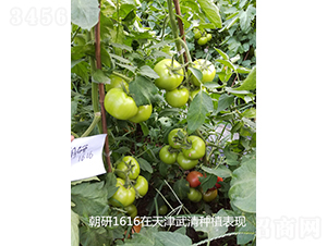 ����1616-��������-��������