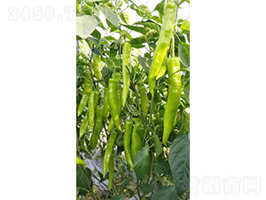 ŵ��117-��������-��������
