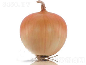 ������Ʒ��ON-007-�������-³��