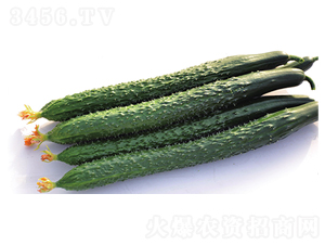 C1-�ƹ�����-³��