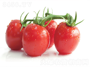 ��ӯ-��������-³��