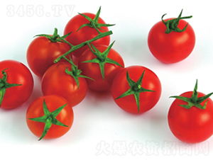�챴��-��������-³��