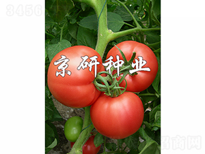 �ɿ�5��-��������-������ҵ
