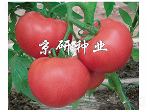 �ɿ�6��-��������-������ҵ