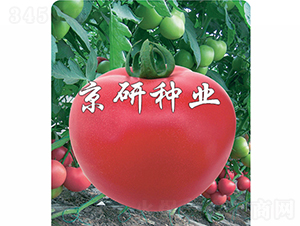�ɿ�8��-��������-������ҵ