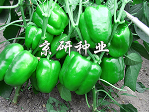����109-��������-������ҵ