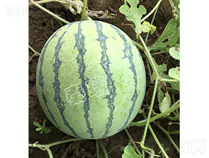����8424-��������-����