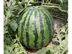 ����999-��������-����