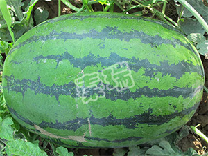 �ؿ����-��������-����
