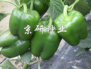 ����809-��������-������ҵ