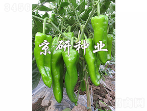 ����311-��������-������ҵ