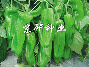 ����519-��������-������ҵ